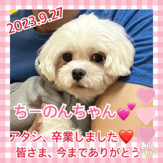 【運命の赤い糸見～つけた💓マルチーズのちーのんちゃん💕、ロングコートチワワのぽみかちゃん💕】2023,9,27